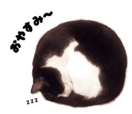 My cat "Mu-chan" Live-action version sticker #14013984