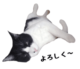 My cat "Mu-chan" Live-action version sticker #14013985