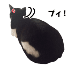 My cat "Mu-chan" Live-action version sticker #14013986