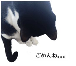 My cat "Mu-chan" Live-action version sticker #14013987