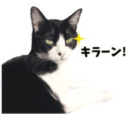 My cat "Mu-chan" Live-action version sticker #14013988