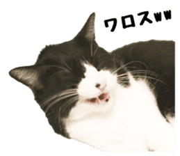My cat "Mu-chan" Live-action version sticker #14013989