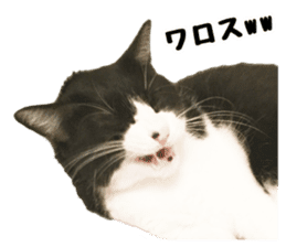 My cat "Mu-chan" Live-action version sticker #14013989