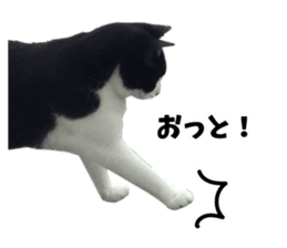 My cat "Mu-chan" Live-action version sticker #14013990