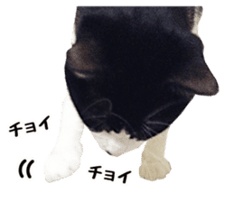 My cat "Mu-chan" Live-action version sticker #14013991