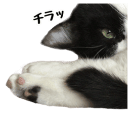 My cat "Mu-chan" Live-action version sticker #14013993