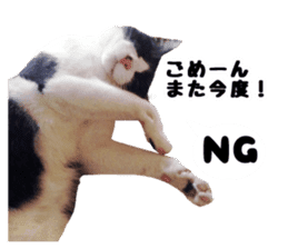 My cat "Mu-chan" Live-action version sticker #14013994