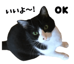 My cat "Mu-chan" Live-action version sticker #14013995