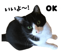 My cat "Mu-chan" Live-action version sticker #14013995