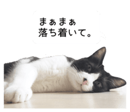 My cat "Mu-chan" Live-action version sticker #14013996