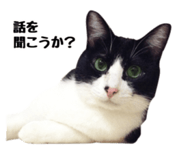 My cat "Mu-chan" Live-action version sticker #14013997