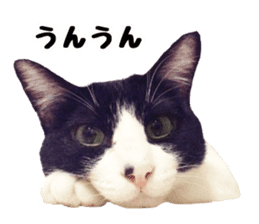 My cat "Mu-chan" Live-action version sticker #14013998