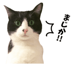 My cat "Mu-chan" Live-action version sticker #14013999