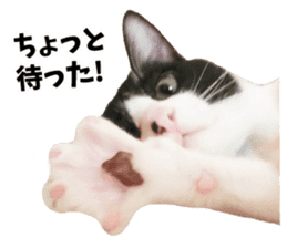 My cat "Mu-chan" Live-action version sticker #14014000