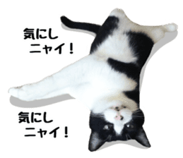 My cat "Mu-chan" Live-action version sticker #14014001