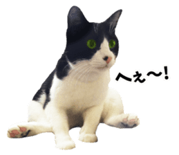 My cat "Mu-chan" Live-action version sticker #14014002