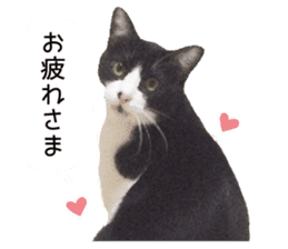 My cat "Mu-chan" Live-action version sticker #14014003