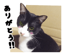 My cat "Mu-chan" Live-action version sticker #14014004