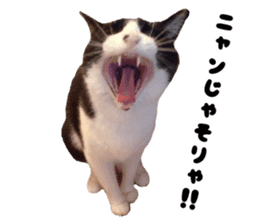 My cat "Mu-chan" Live-action version sticker #14014005