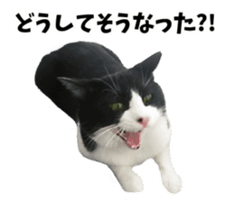 My cat "Mu-chan" Live-action version sticker #14014006