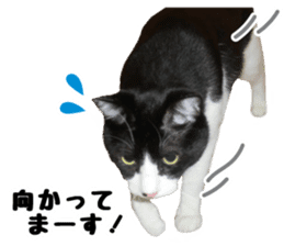 My cat "Mu-chan" Live-action version sticker #14014007