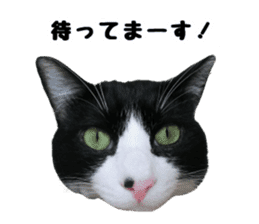 My cat "Mu-chan" Live-action version sticker #14014008