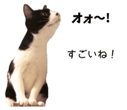 My cat "Mu-chan" Live-action version sticker #14014010