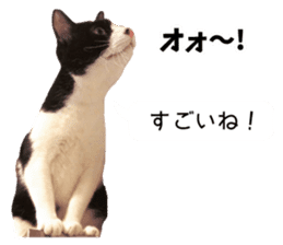 My cat "Mu-chan" Live-action version sticker #14014010