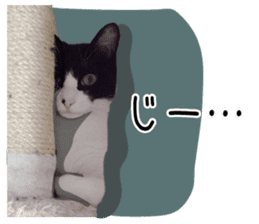 My cat "Mu-chan" Live-action version sticker #14014011