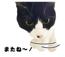 My cat "Mu-chan" Live-action version sticker #14014013