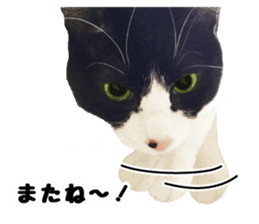 My cat "Mu-chan" Live-action version sticker #14014013