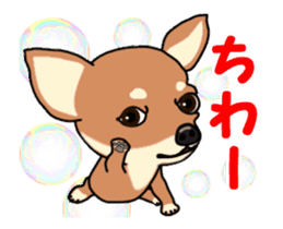Move! Sticker of Chihuahua sticker #14015303