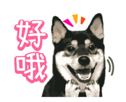 Shiba is MaLu sticker #14016350