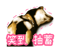 Shiba is MaLu sticker #14016351
