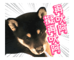 Shiba is MaLu sticker #14016352