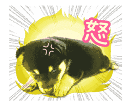 Shiba is MaLu sticker #14016354