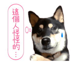Shiba is MaLu sticker #14016355
