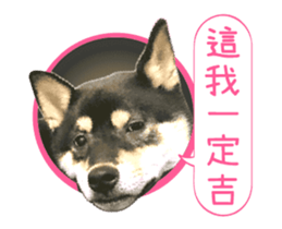 Shiba is MaLu sticker #14016356