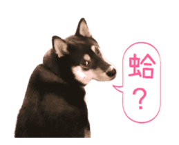 Shiba is MaLu sticker #14016357