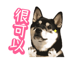 Shiba is MaLu sticker #14016359