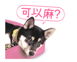Shiba is MaLu sticker #14016360