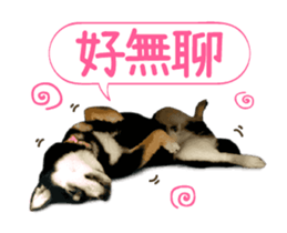 Shiba is MaLu sticker #14016361