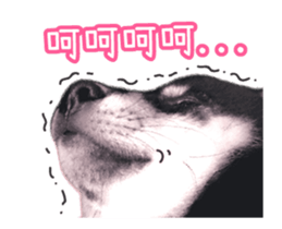 Shiba is MaLu sticker #14016362