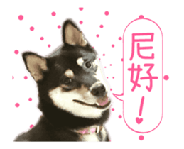 Shiba is MaLu sticker #14016363