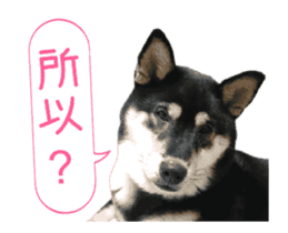 Shiba is MaLu sticker #14016364