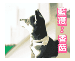 Shiba is MaLu sticker #14016366