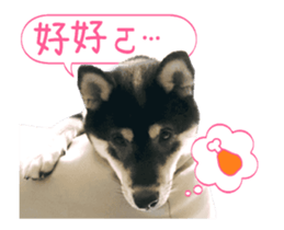 Shiba is MaLu sticker #14016368