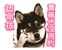 Shiba is MaLu sticker #14016370