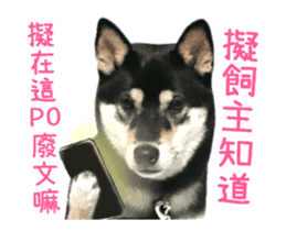 Shiba is MaLu sticker #14016371