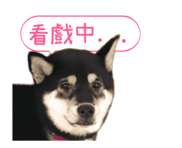 Shiba is MaLu sticker #14016372